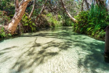 Peaceful Shallows