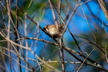 "Camobird"