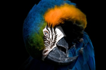 20200125-_DSC1045_Macaw_Single_Exposed