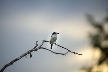 "Perched"