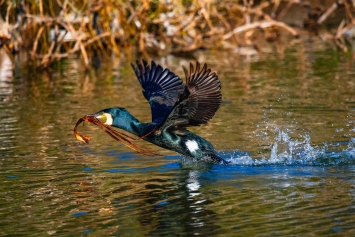 In Flight Mode